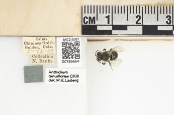 Media type: image;   Entomology 785664 Aspect: Labels